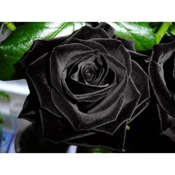 5D Diamond Slikarstvo Polno Vrtalnik Black Diamond Rose Mozaik Prodaje Krog Nosorogovo Sliko Diamond Vezenje Cvetje Dekor