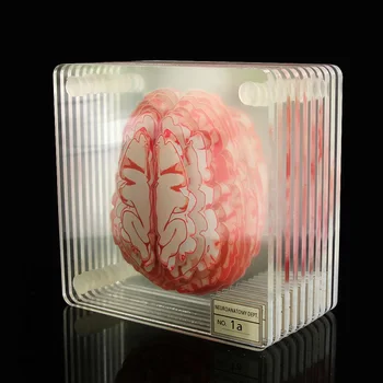 Možgani Vzorcu Coasters Nastavite 3D Organ Možganov Umetnine Možganov Rezine Kvadratnih Akrilnega Stekla Pijače Tabela Železnica Pijan Znanstveniki Darilo