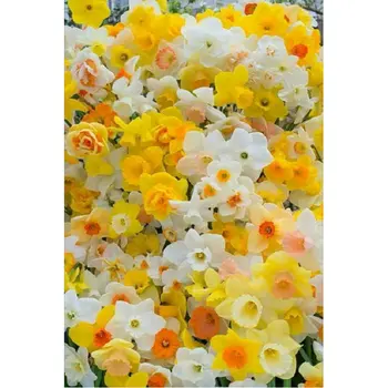 DIY 5D Diamond Slikarstvo Navzkrižno šiv Daffodil cvetja Poln Diamond Vezenje Mozaik vzorec okrasnih Needlework nalepke